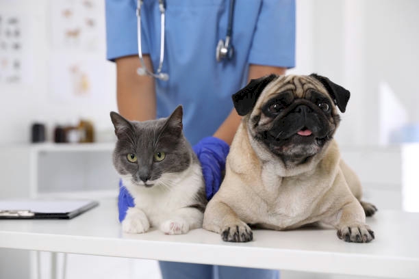 A cat and pug on an examination table